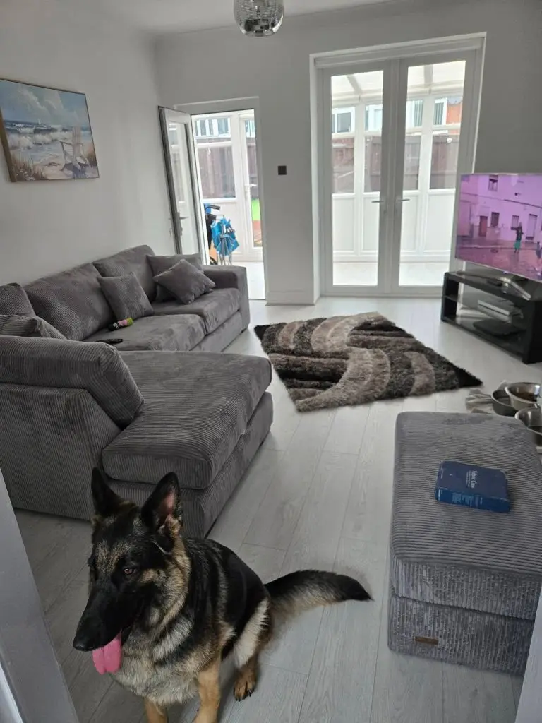 German Shepherd dog standing in modern living room with gray sofa and patio doors